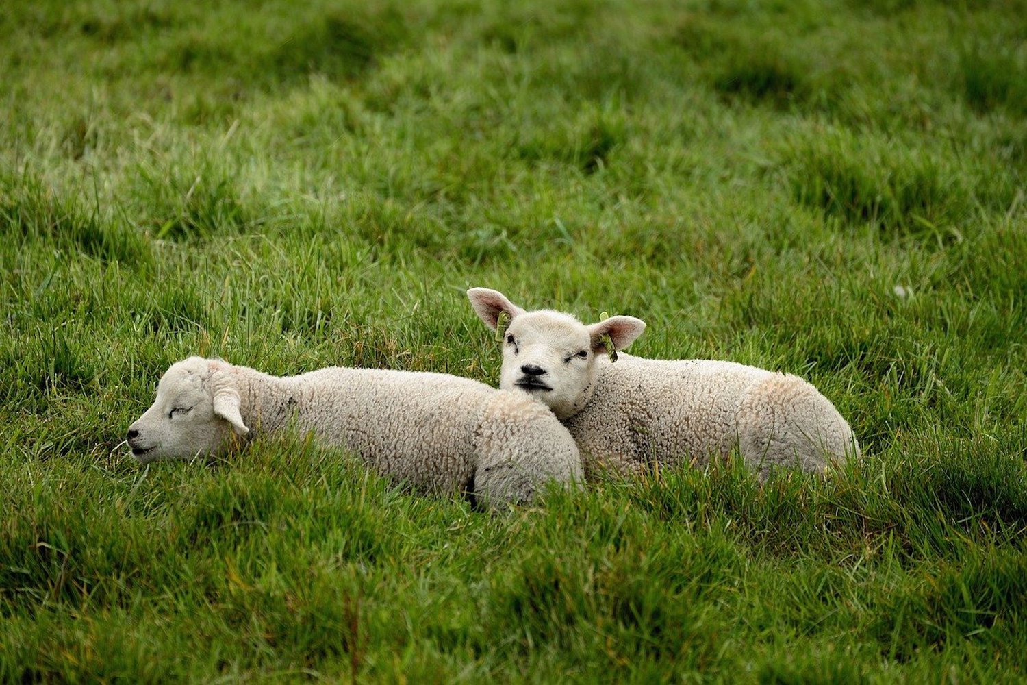 Sheep - Nature - Nederland